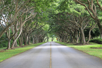 Obraz premium road in the woods