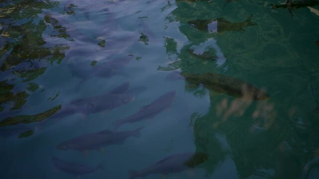 Close-up of Fish in Lake, Urfa
