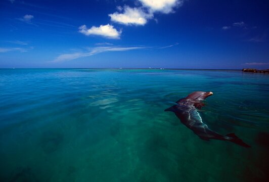 Bottlenose Dolphin, Caribbean Sea