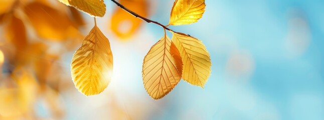Obraz premium A leafy branch with a leaf on it is in the sun