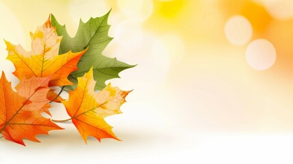 Fototapeta premium Three leaves of different colors, one of which is green