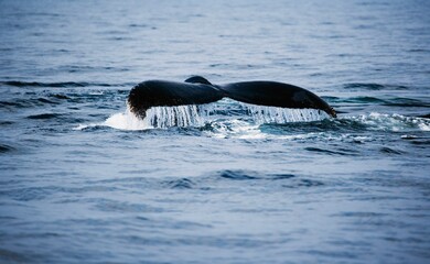 Humpback Whale Tail Fin © Designpics
