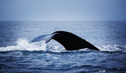 Obraz premium Whale's Tail