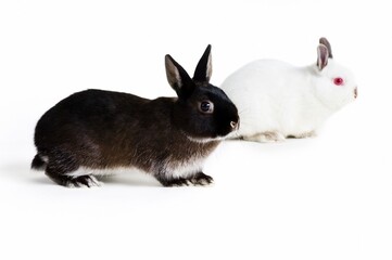 Studio Shot, Three Rabbits, Three Bunnies