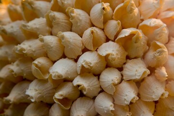 Close Up Of Shells
