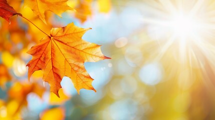 Fototapeta premium A leafy tree branch with a single leaf on it