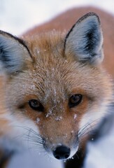 Obraz premium Portrait Of Adult Red Fox