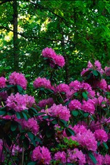 Fototapeta premium Blooming Rhododendron Flowers