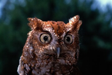 Close-Up Portrait Of Screech Owl