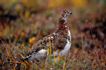 Willow Ptarmigan
