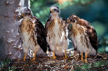 Three Cooper's Hawk Fledglings In Nest