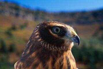 Northern Harrier Raptor.