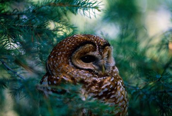 Mexican Spotted Owl In Tree