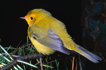 Yellow Warbler