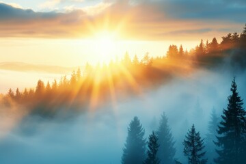 Fototapeta premium The sun is shining through the trees, creating a beautiful and serene atmosphere