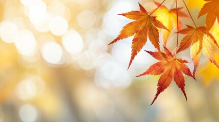 A close up of a leafy tree with a few leaves on it