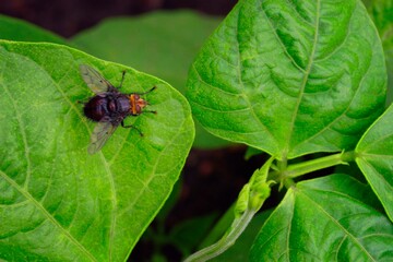 An Insect On A Leaf.