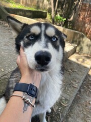 Beautiful Siberian Rusky dog. Beautiful dog with blue eyes receiving affection.