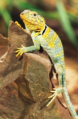 Collared Lizard