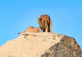 Cougar And Kit On Rocks