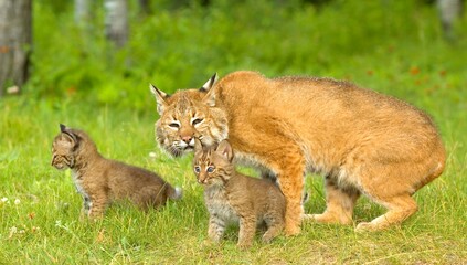 Bobcat Family