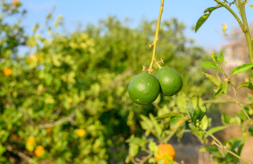 Fresh green oranges on tree