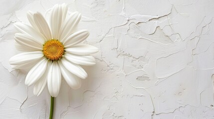 White backdrop with Transvaal daisy