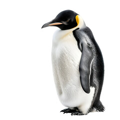 Fototapeta premium Emperor penguin isolated on a clean white background, ideal for educational, marketing, and wildlife conservation themes. Perfect for versatile applications with ample copy space.