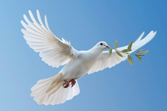 Peace Dove Wallpaper White Dove Peace Images Browse 182 426 Stock