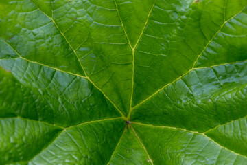 Mammutblatt (Gunnera manicata), Nahaufnahme