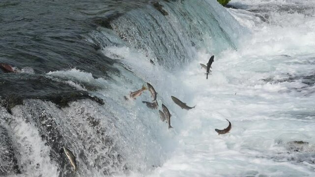 Sockeye Salmon Jumping Brooks Falls Waterfall In Katmai National Park, Alaska- Slow Motion