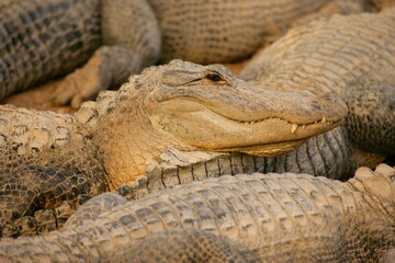 Alligators