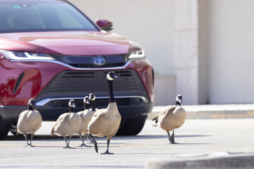 Canada geese (Branta canadensis) stopping traffic in southwest Florida © Hayley Rutger