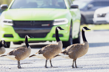 Canada Geese Branta Canadensis Stopping