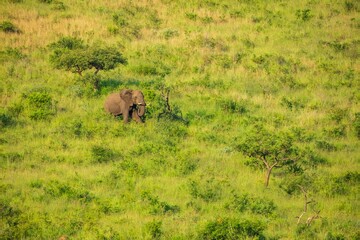 Elephants in Hluhluwe Imfolozi game reserve Africa, Family of Elephants , Elephants taking a bath in a water poolwith mud, eating green grass. African Elephants in landscape, green Africa