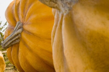 Closeup Of Pumpkins