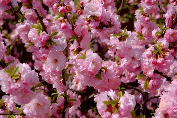 Closeup Of Spring Time Blossoms