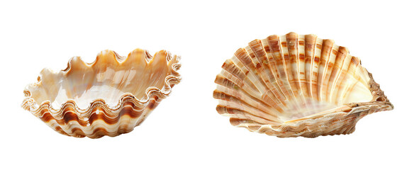 Two scallop shells, one open, one closed.