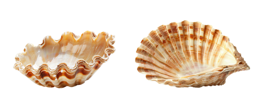 Two scallop shells, one open, one closed.