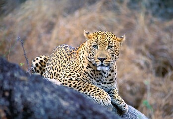Fototapeta premium Male Leopard