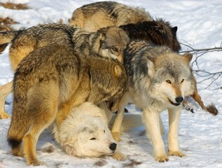 Wolf Pack Interaction