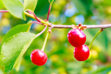 Three red cherries or cherry hanging from a tree branch