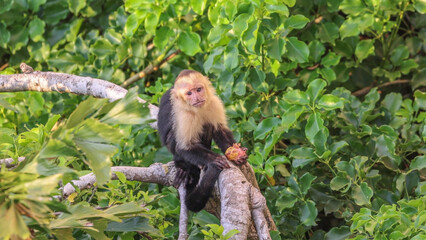 Fototapeta premium Capuchin Monkey Manuel Antonio Costa Rica