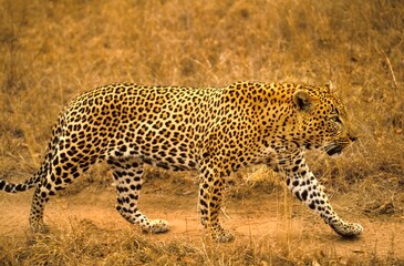 Male Leopard