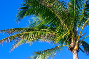 Palm Tree