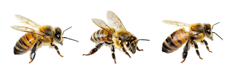 Close-up of a Honey Bee Isolated on a White or Transparent Background.