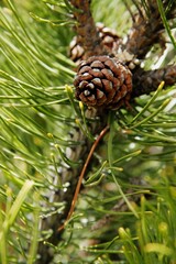 Pine Cone Close-Up