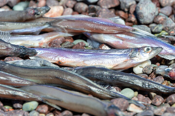 Multiple small slender capelin lying on a beach off the Atlantic Ocean, in Newfoundland. The swarm of mallotus villosus fish or caplin is silvery green with a tiny head and tail similar to a smelt.