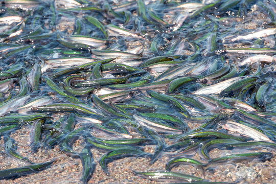 Multiple small slender capelin swimming in the Atlantic Ocean on a beach in Newfoundland. The swarm of mallotus villosus fish or caplin is silvery green with a tiny head and tail similar to a smelt.