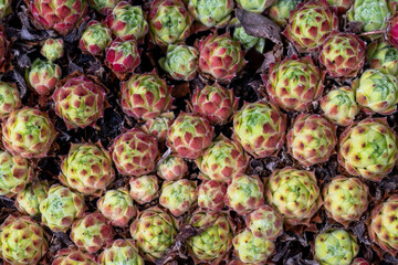 A large cluster of hens and chicks, sempervivum tectorum, ground covering plants. The small round houseleek plants have leaves in a rosette pattern. The plant is a low growing rock garden flower.